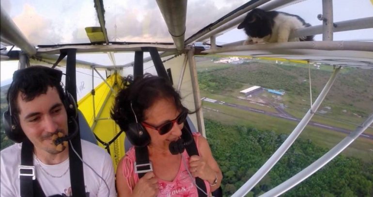 قطة تهاجم الطائرة بشكل مفاجىء.. فماذا حصل؟